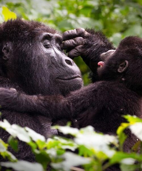 Uganda