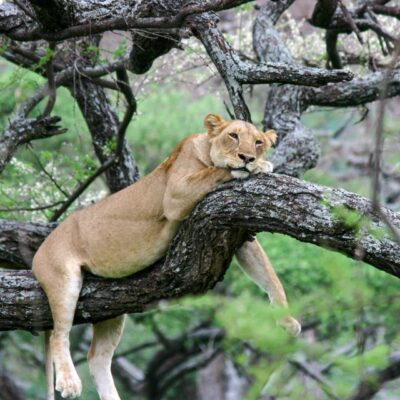 Kenya & Tanzania in 10 Days: Serengeti & Masai Mara