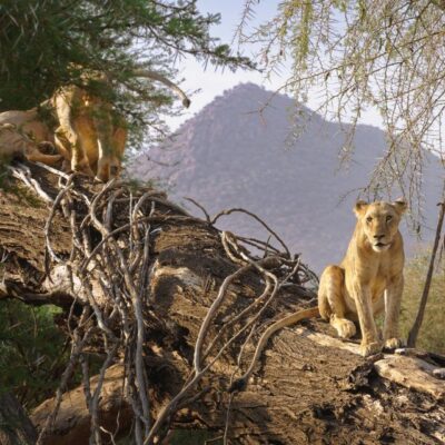 Safari in Samburu, Nakuru & Masai Mara — with a Zanzibar Coastal Retreat