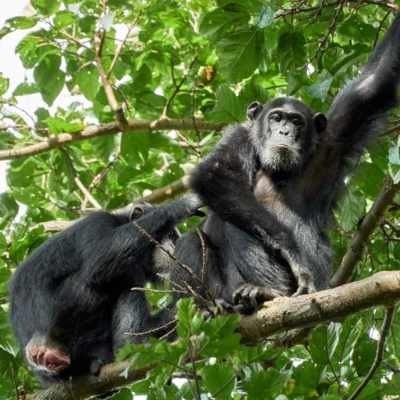8-Day Uganda: Gorillas, Chimpanzees & the Kazinga Channel