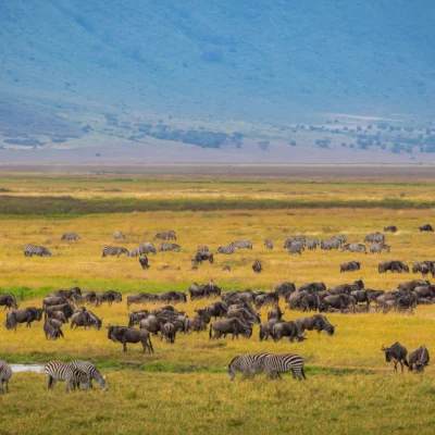 8-Day Tanzania & Zanzibar: Serengeti, Ngorongoro & the Coast